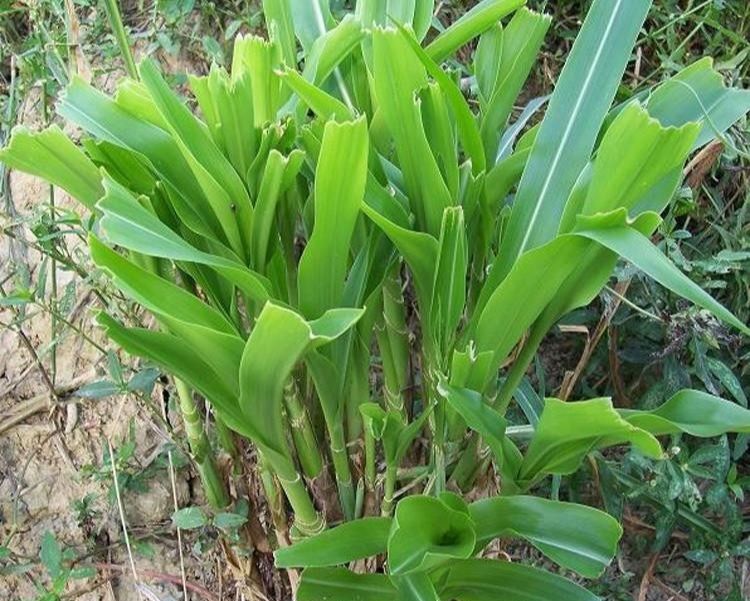 夏季牧草之王墨西哥玉米草亩产鲜草高达30吨植株高近4米