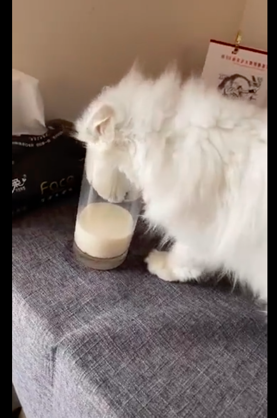 猫咪把头伸进杯子里喝牛奶圆滚滚的头变成了长方形真是液体啊