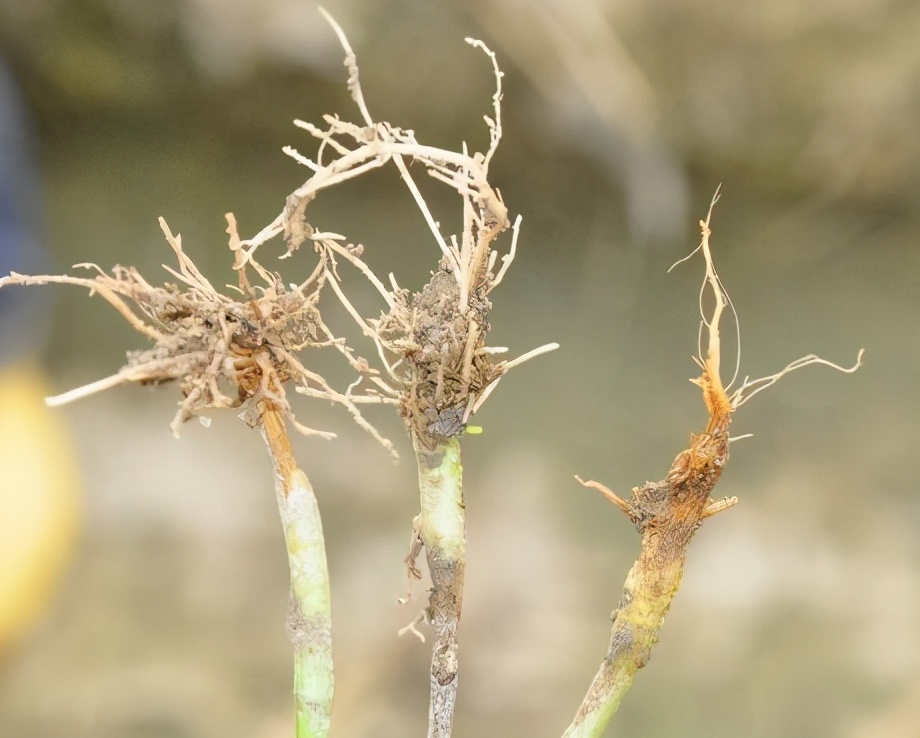 植物根系不发达，长势慢不用急，试试这个方法！|根系|植物|长势_新浪新闻