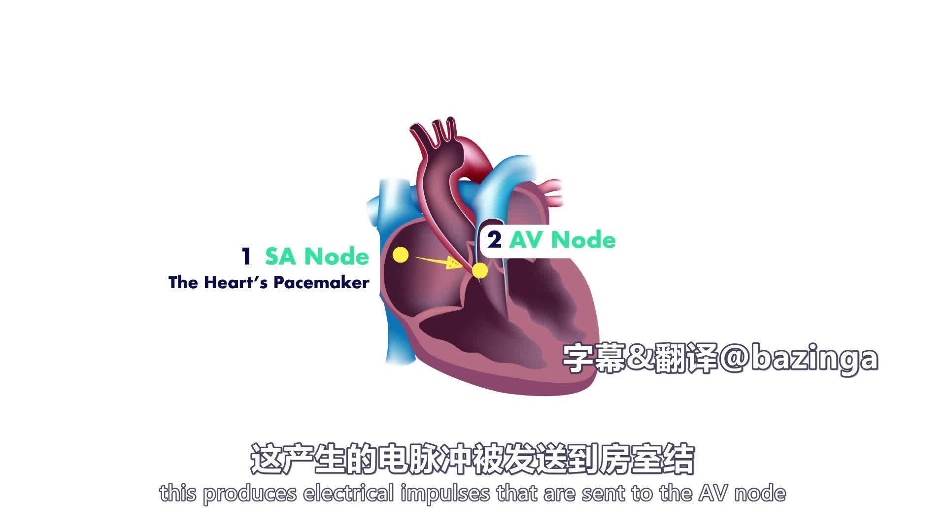 医学双语科普:正常窦性心律-心电图(ecg)
