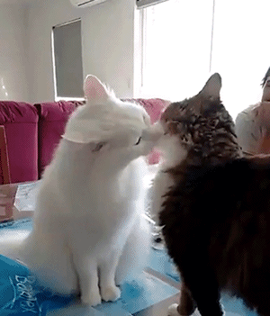 300_351gif 动态图 动图