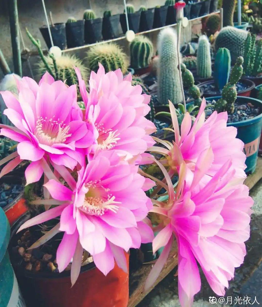 虐着养的花,剪成秃子,半月不浇水,呼呼开花|金钱树|风雨兰|发财树