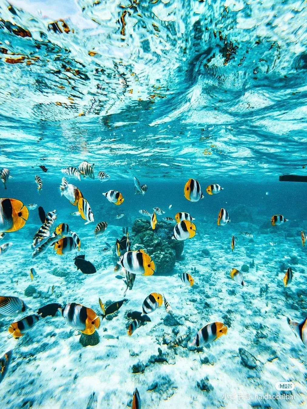 海底世界西沙热带海洋动物众多洁净神奇的海底世界千姿百态的珊瑚群一