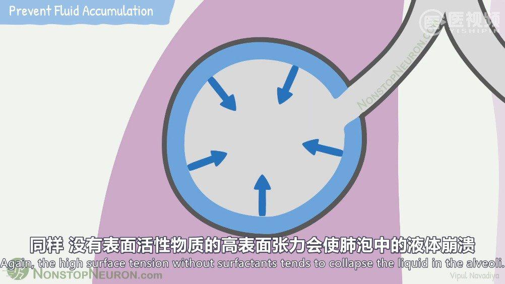医学双语科普表面活性物质在肺泡中的作用本视频讲的