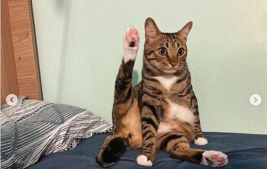 猫咪用身体完美呈现各种角度网友这是瑜伽大师