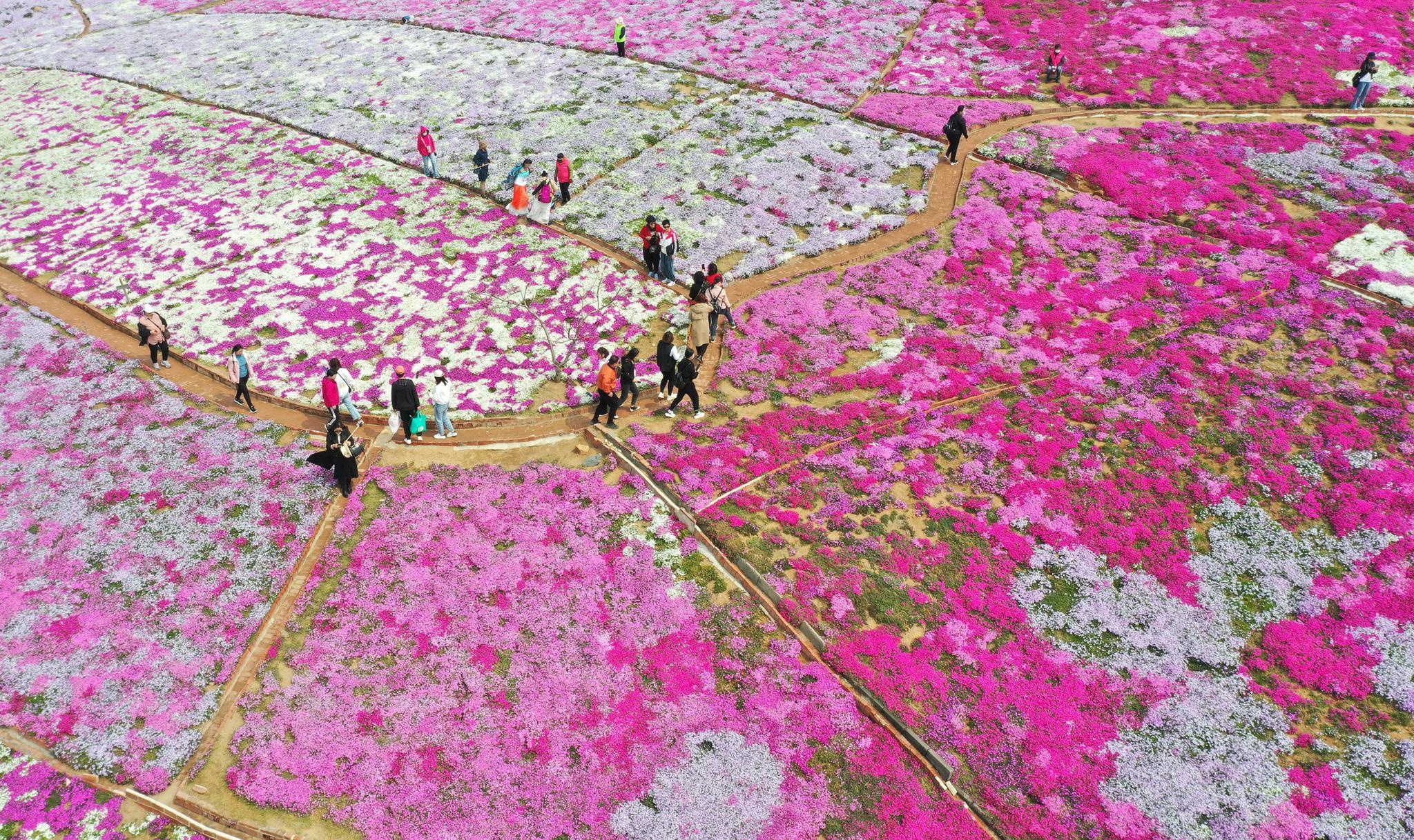 河北迁西:芝樱花海醉游客