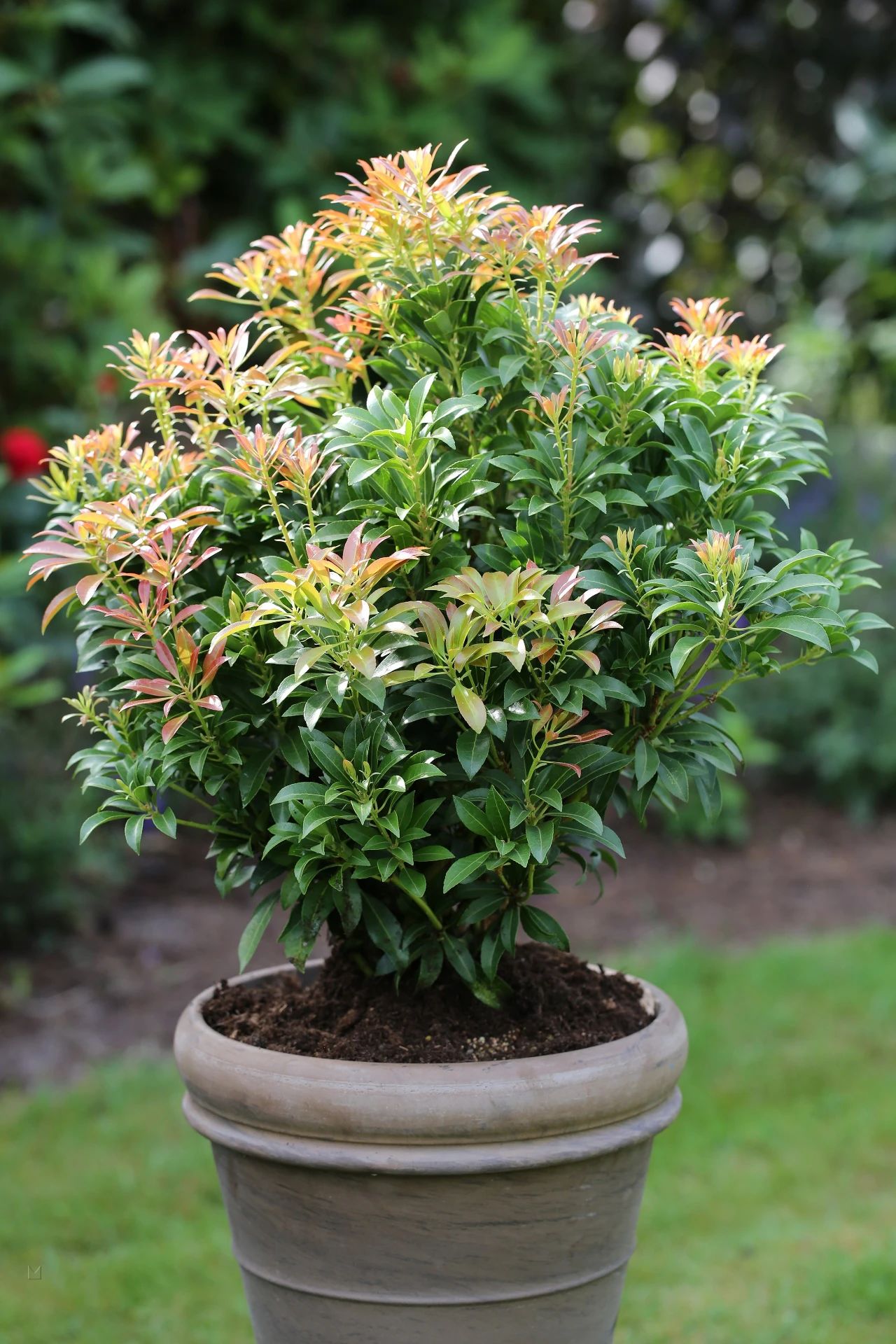 一百多买根马醉木的枝条何不直接买盆栽嫩