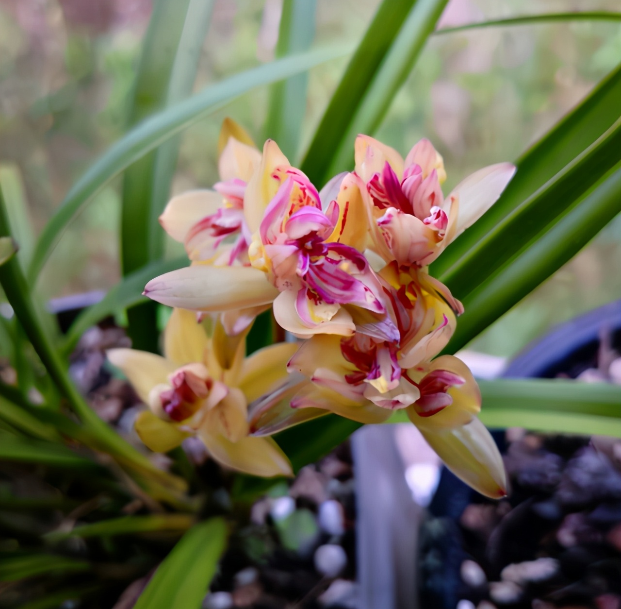 建兰多瓣奇花富山奇蝶花色恬静高洁兰香醇正淡雅