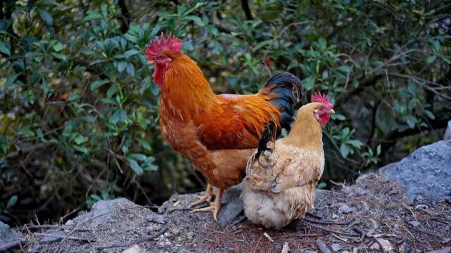 为什么母鸡不需要公鸡就能生蛋了那公鸡存在的意思是什么