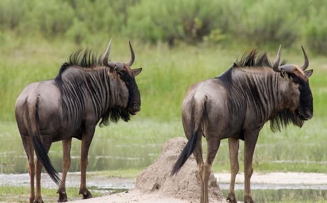 非洲草原上的粮库角马原来它们的社交与繁殖如此奇特