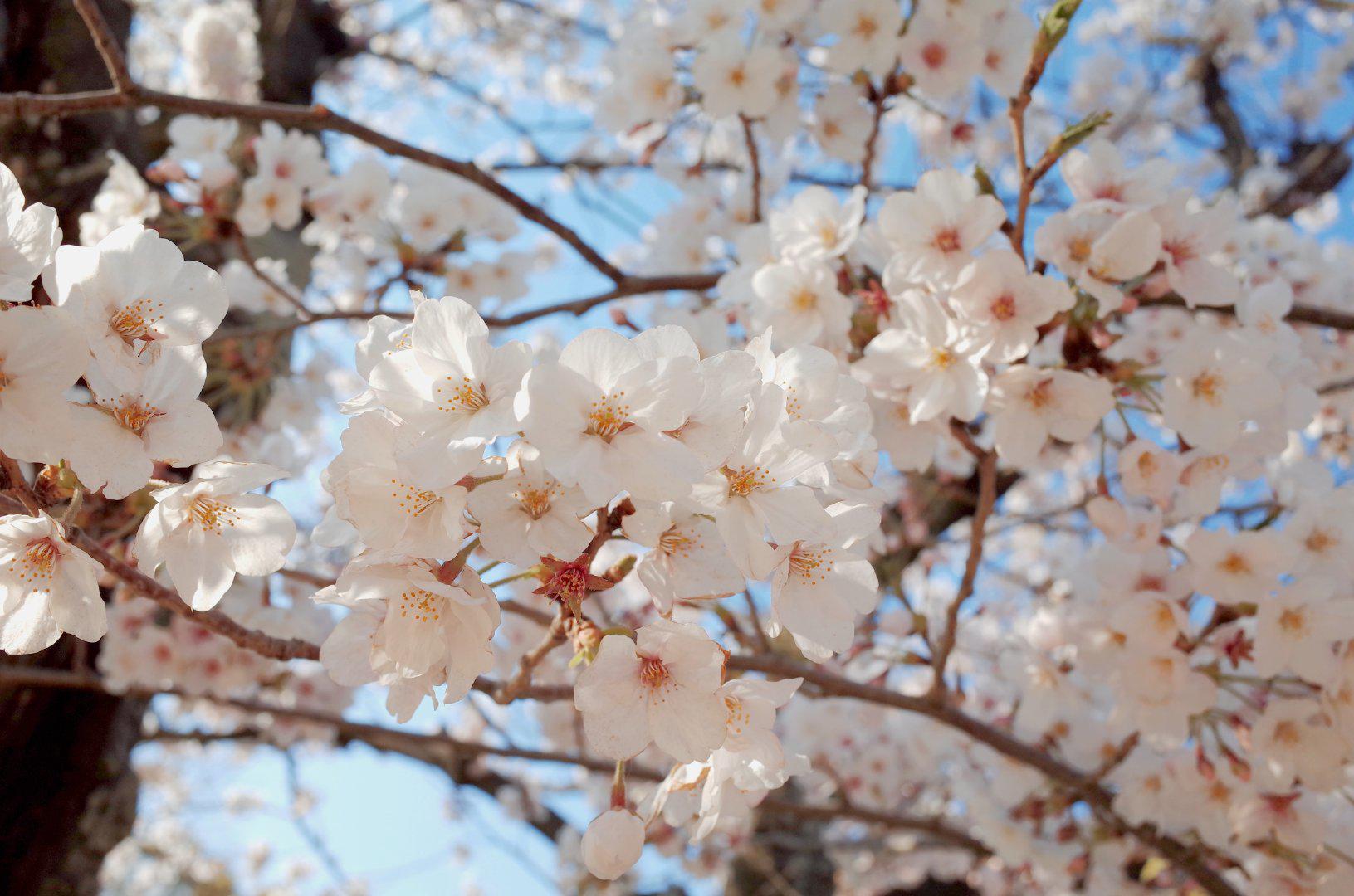 "染井吉野"并非起源于奈良县的吉野?|樱花_新浪新闻