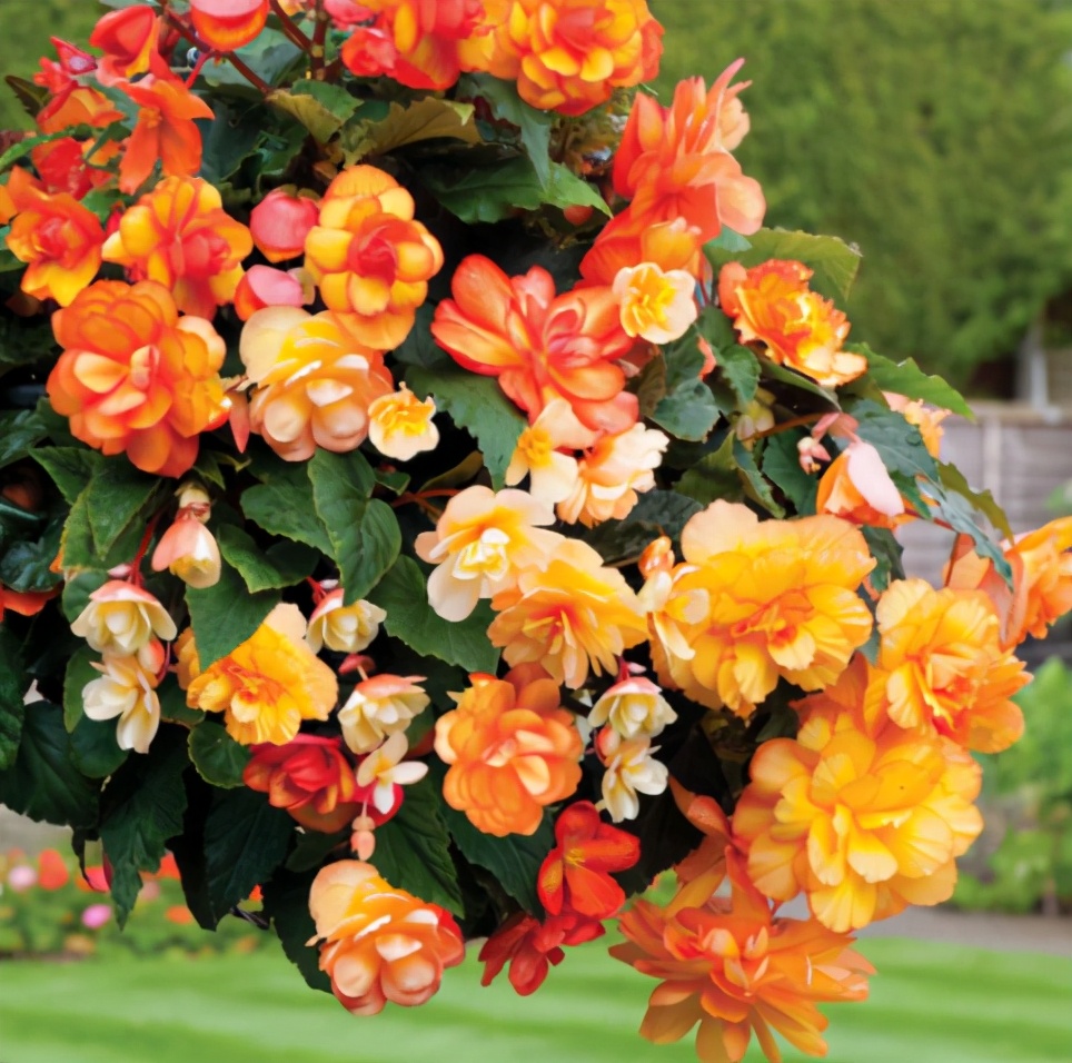 五种垂吊花价格便宜花期长吊盆养开花最美