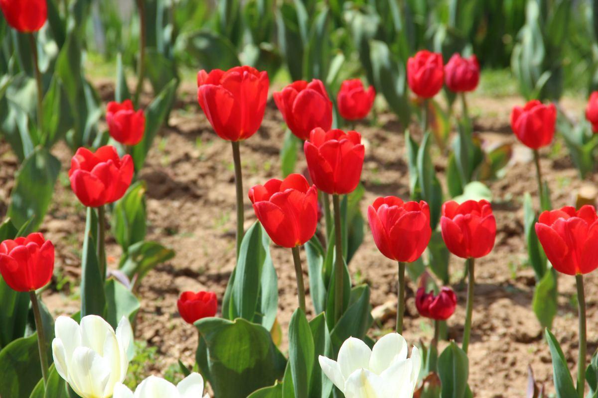 郁金香是土耳其,匈牙利,荷兰,阿富汗和吉尔吉斯斯坦的国花,然而在国内