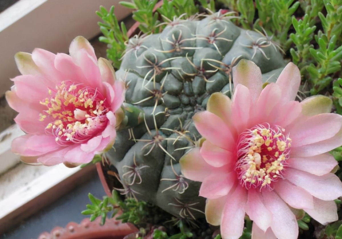 多肉界的开花机器花开也是超级仙你养了吗