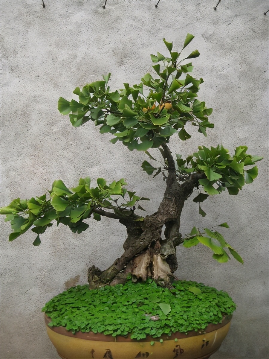 接近永生的银杏做成盆景这样养护能一直传下去