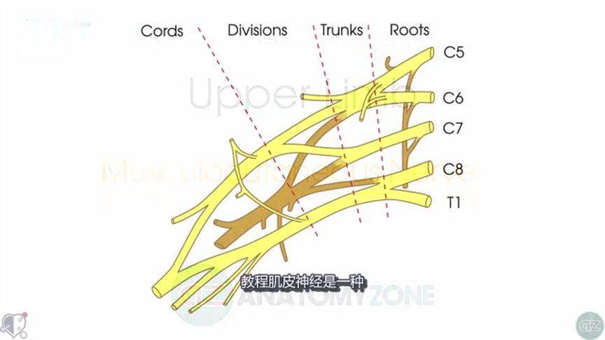 肌皮神经 3d解剖学教程 肌皮神经(颈5～颈7)起自臂丛外侧束