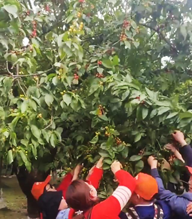 大爷大妈不听劝,暴力采摘景区樱桃,围观者怒斥:强盗!