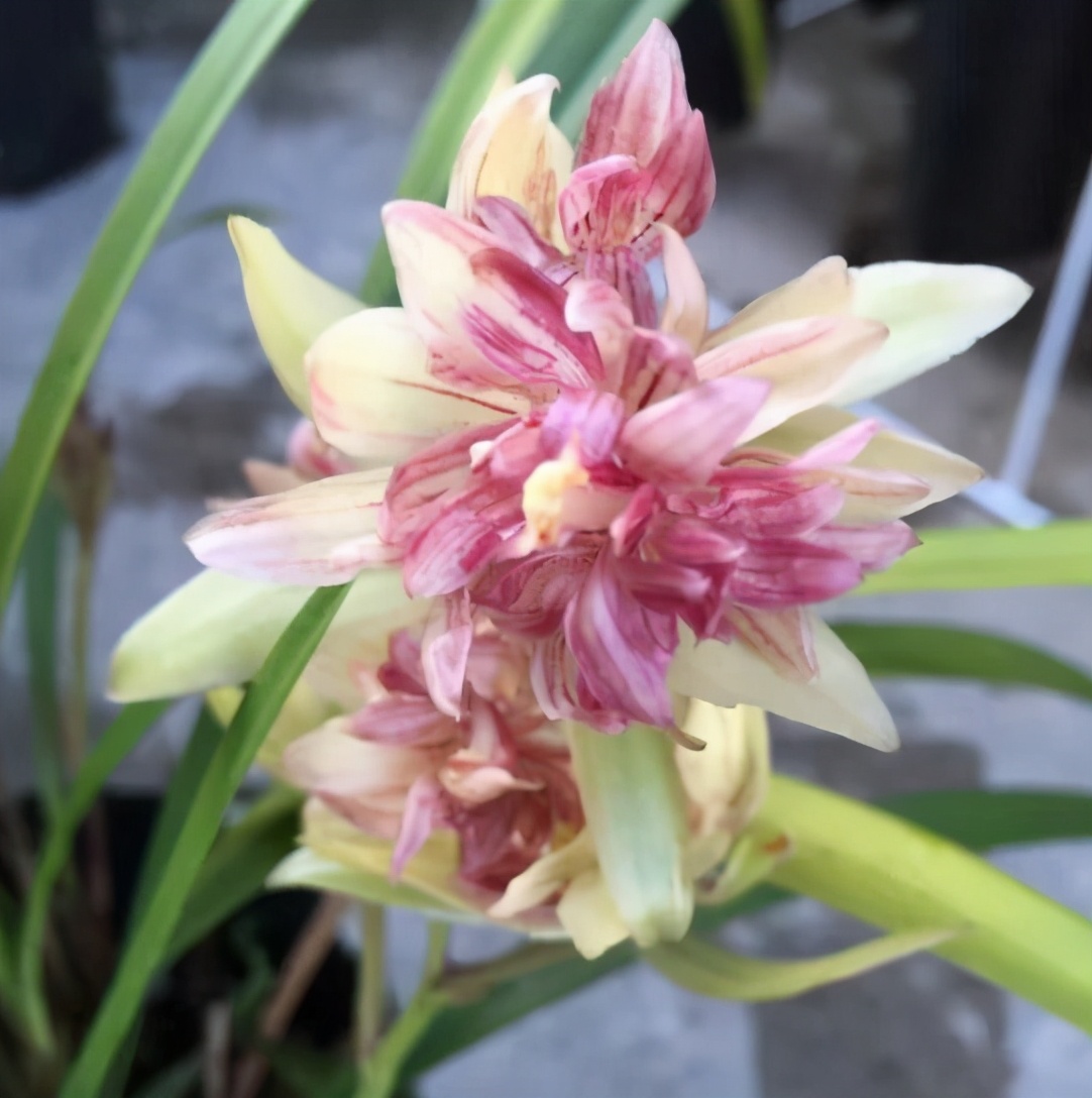 建兰多瓣奇花富山奇蝶花色恬静高洁兰香醇正淡雅