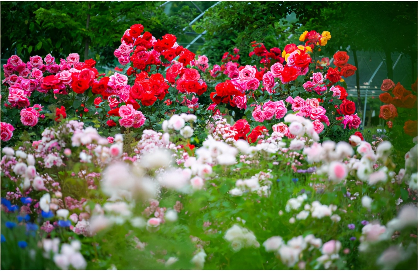 南阳世界月季大观园99的南阳人都不知道这里如此好玩