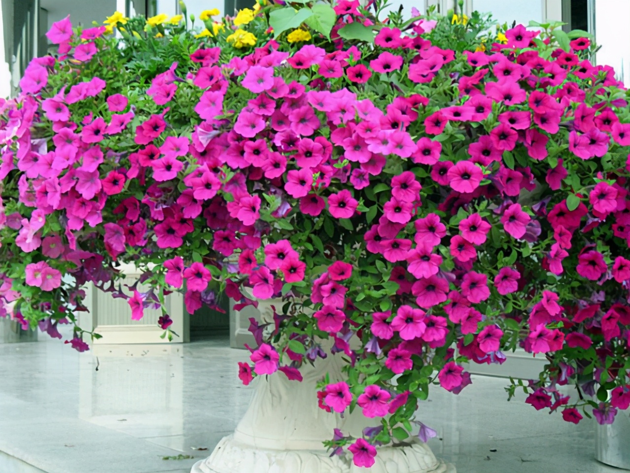 五种垂吊花价格便宜花期长吊盆养开花最美