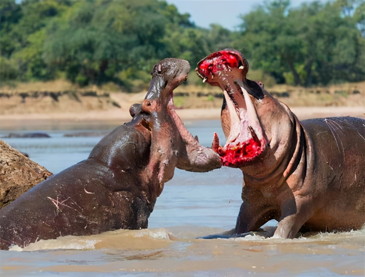 顶翻狮子口撕鳄鱼的河马到底有多恐怖非洲只有一物能制服它