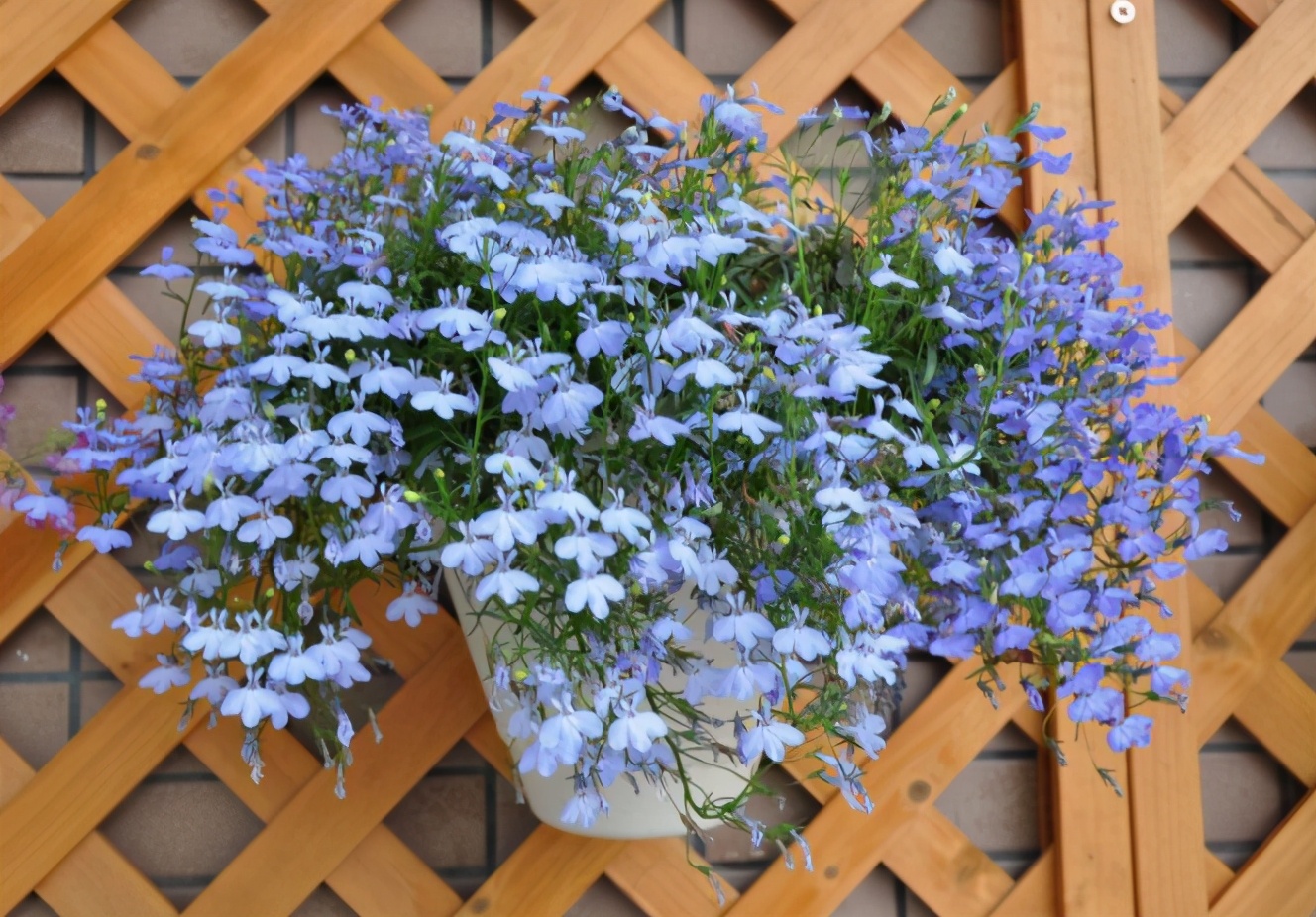 五种垂吊花价格便宜花期长吊盆养开花最美