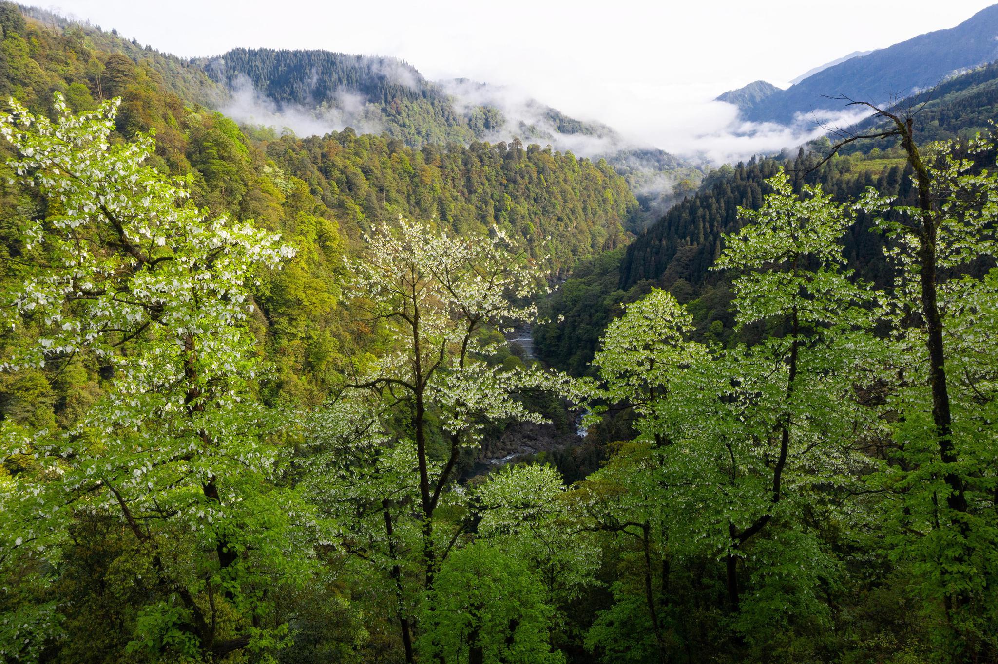 "植物界的大熊猫"——珙桐的花开了|森林公园|大熊猫_新浪新闻