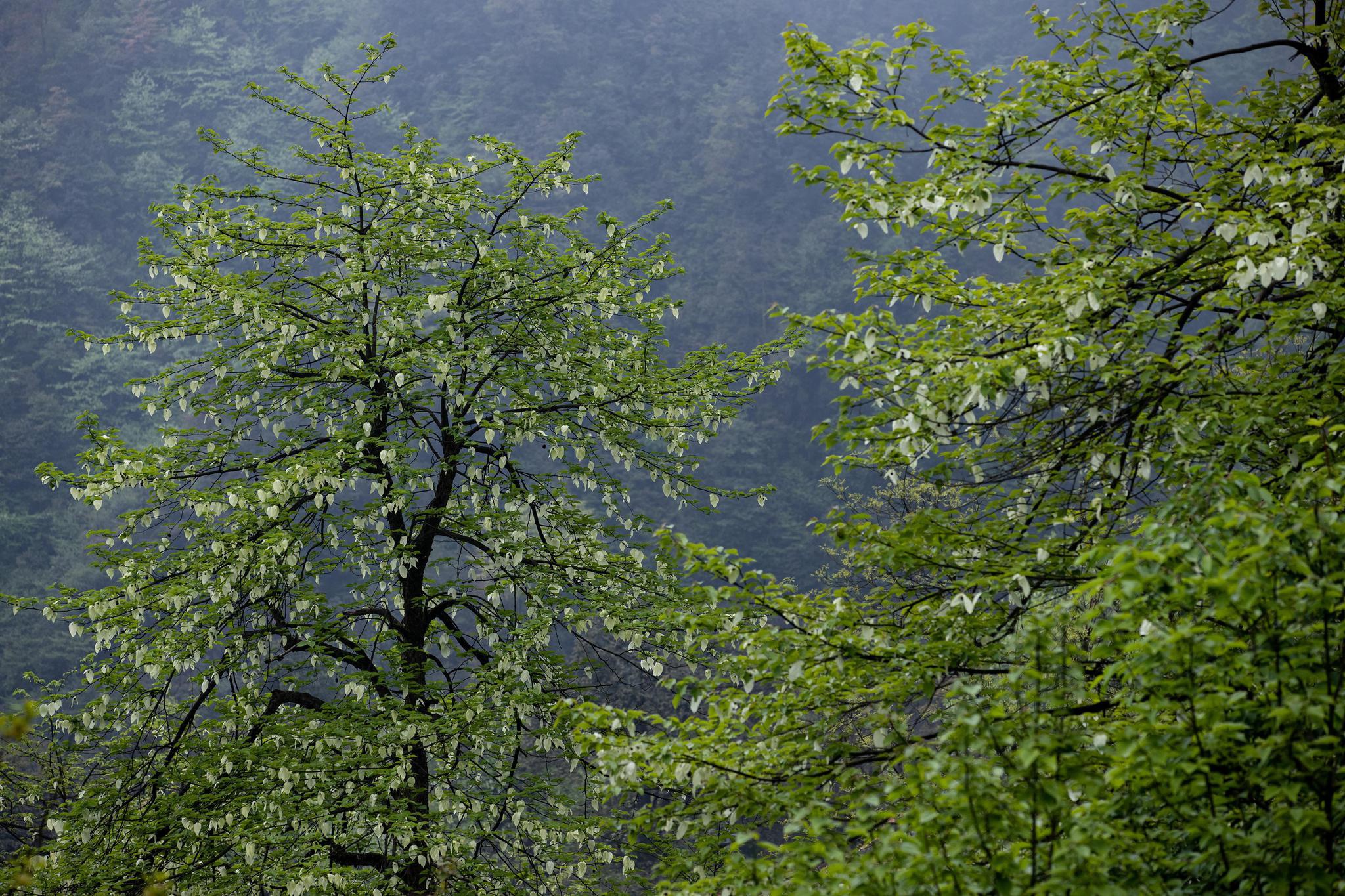 植物界的大熊猫珙桐的花开了