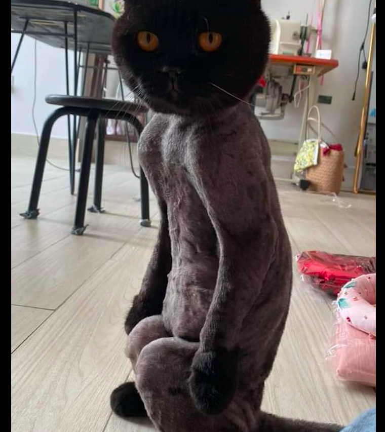 网友把猫咪身上的毛发剃了,它回到家就一直蹲着:我是谁,我在哪