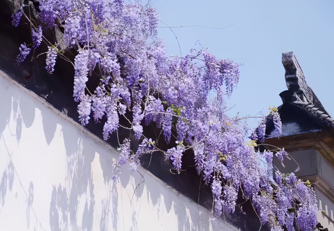 四月春风里紫藤的西安清新画韵|园林|紫藤|花意_新浪新闻