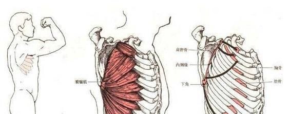 不要忽视小肌肉群,前锯肌也须训练,这几个动作能帮你|前锯肌|肩胛骨|肌肉_新浪新闻