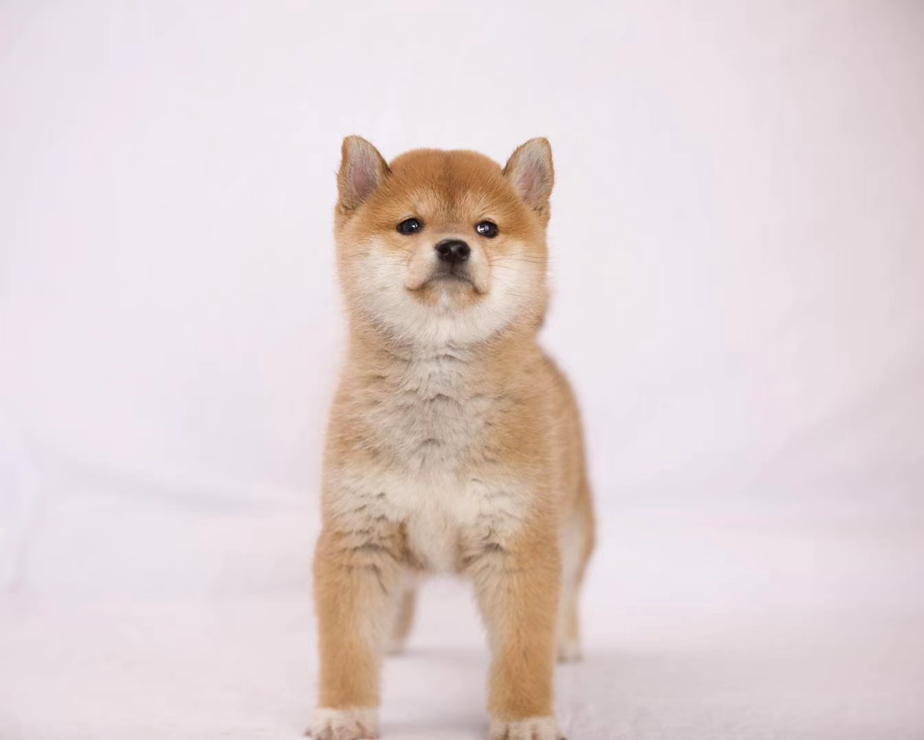 柴犬|狗狗|开销_新浪新闻