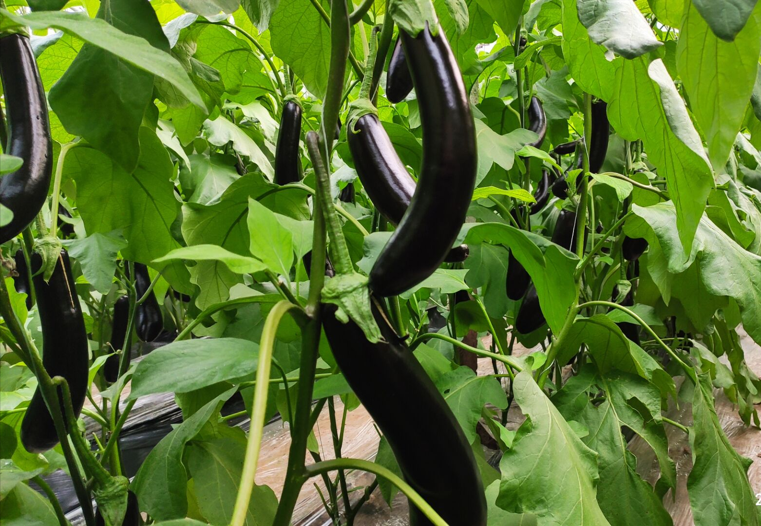 茄子管理的几个要点