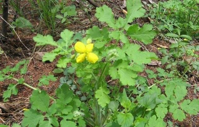 俗话说"最苦不过黄连水",黄连虽苦,但价值珍贵,见到别不理睬