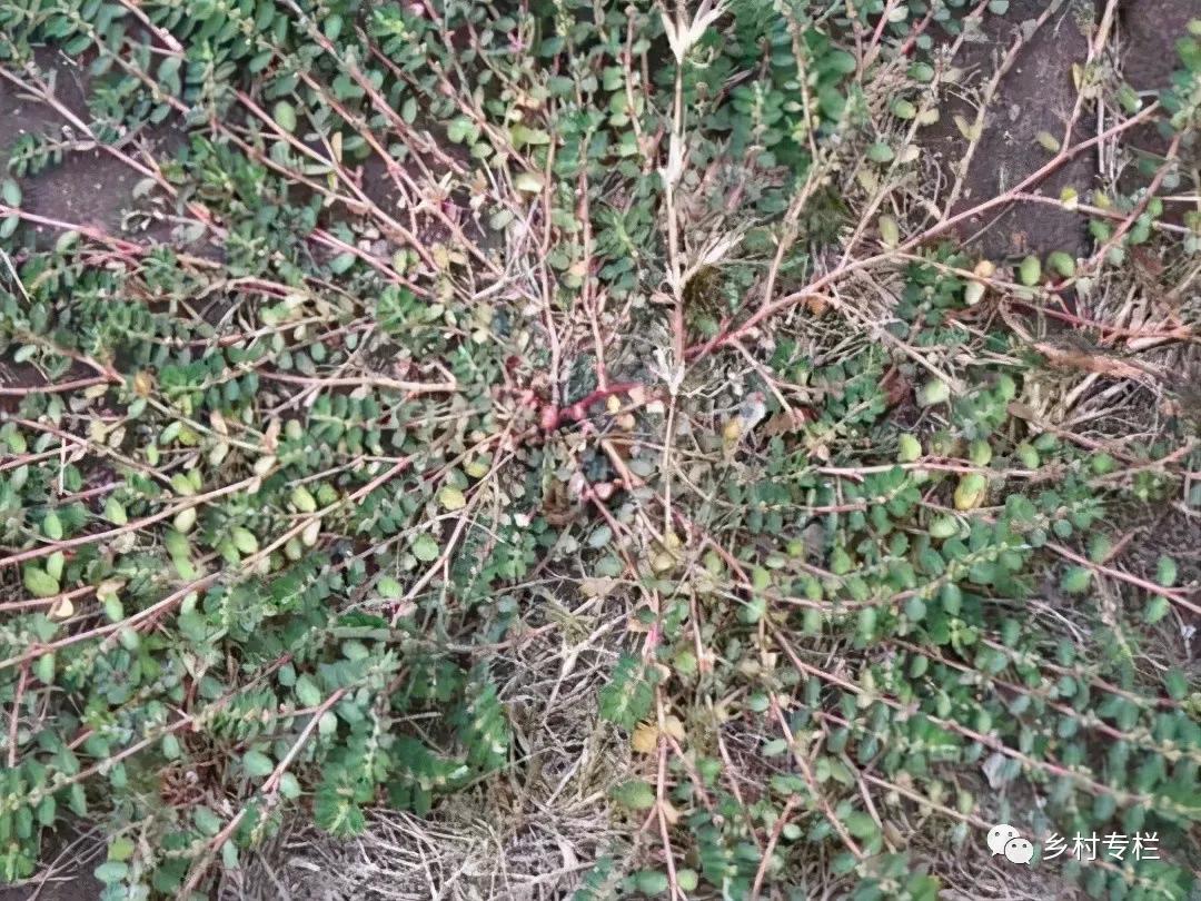 曾被人们当成杂草,现在卖13元一斤|野草|千足|根系_新浪新闻