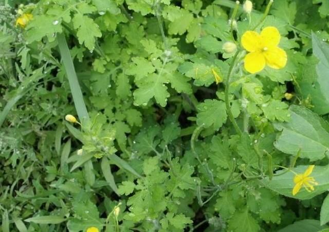 俗话说"最苦不过黄连水",黄连虽苦,但价值珍贵,见到别不理睬