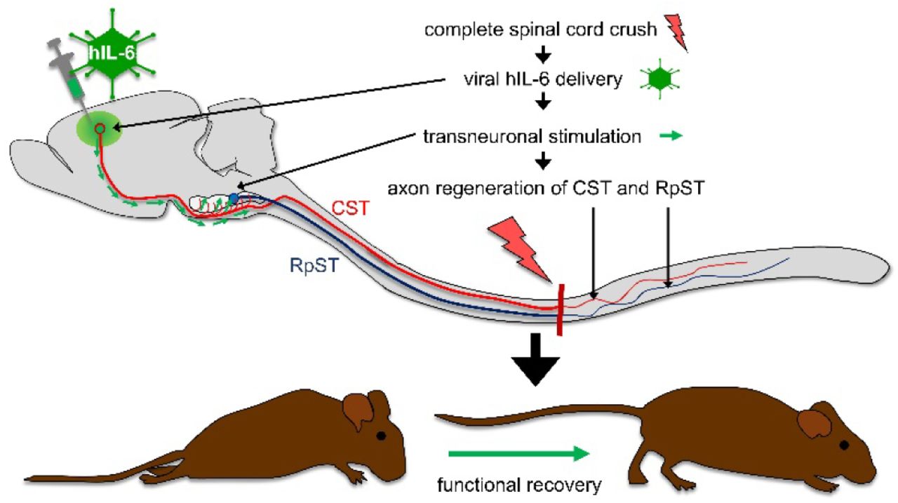 瘫痪小鼠重获行动自由新型细胞因子或解决人类脊髓受损难题