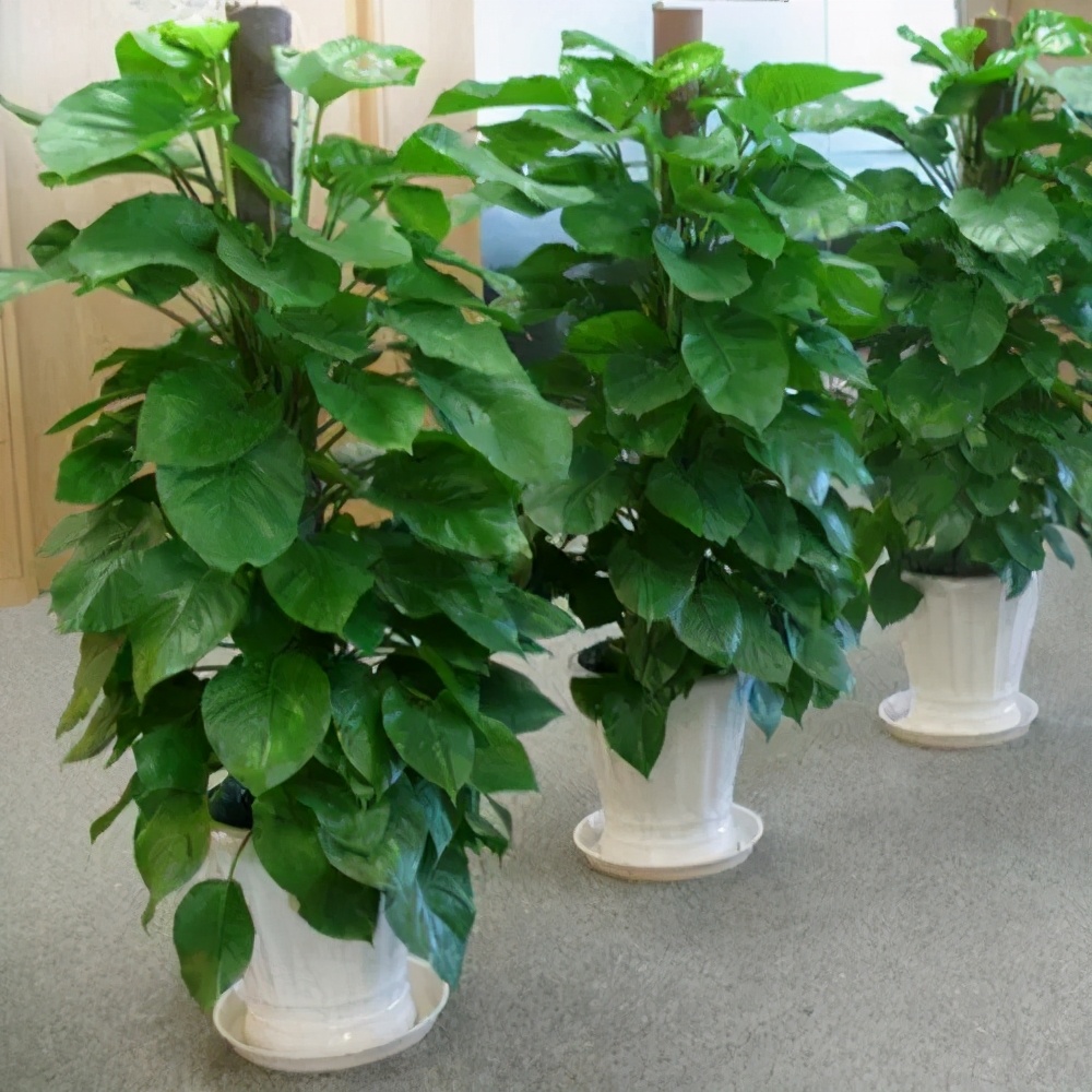 绿萝患病也要吃消炎药喂几片立刻见效