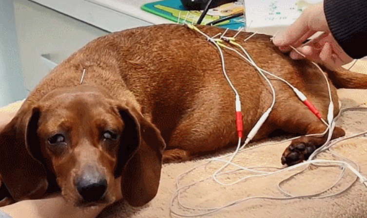 狗狗在病房做针灸,隔着玻璃看到主人后,结果"泪流满面"|狗狗|主人