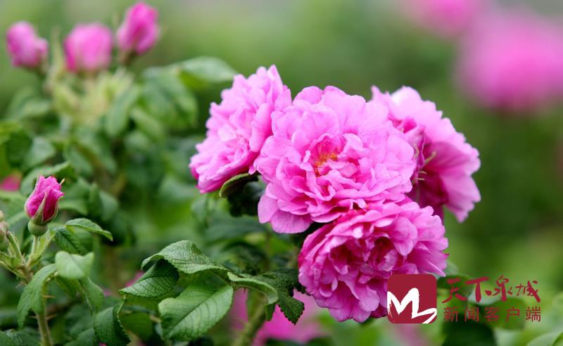 共建荷谐玫好生活玫瑰增选为济南市市花