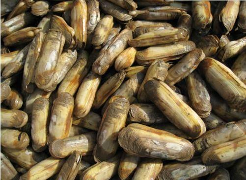 四月蛏肥美宁海蛏子你吃过吗