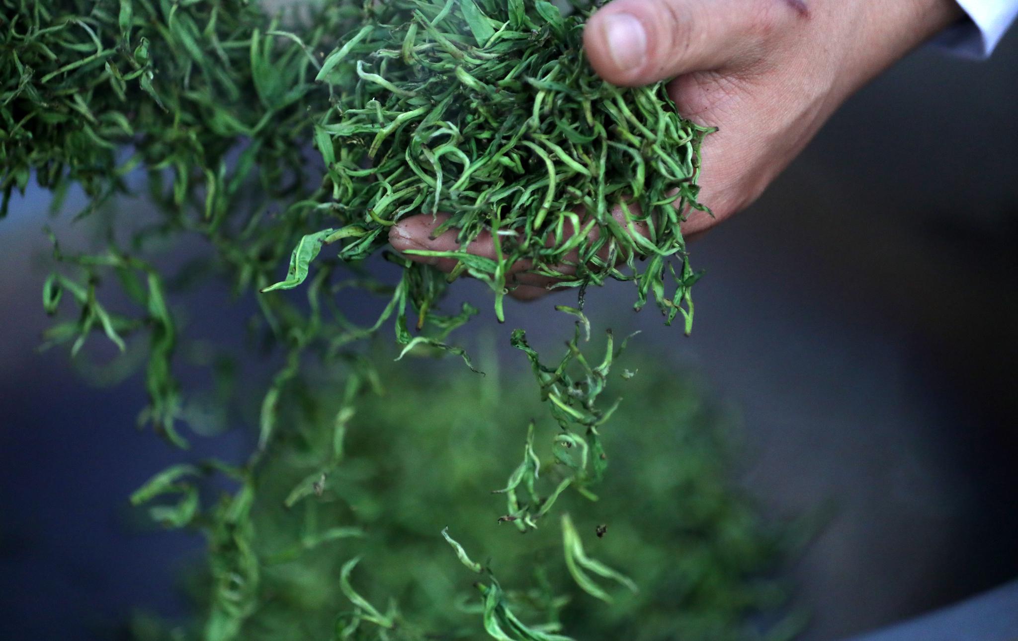 制茶能手比拼技艺