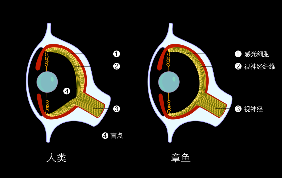 这可能是人类第一次听到乌贼的心声