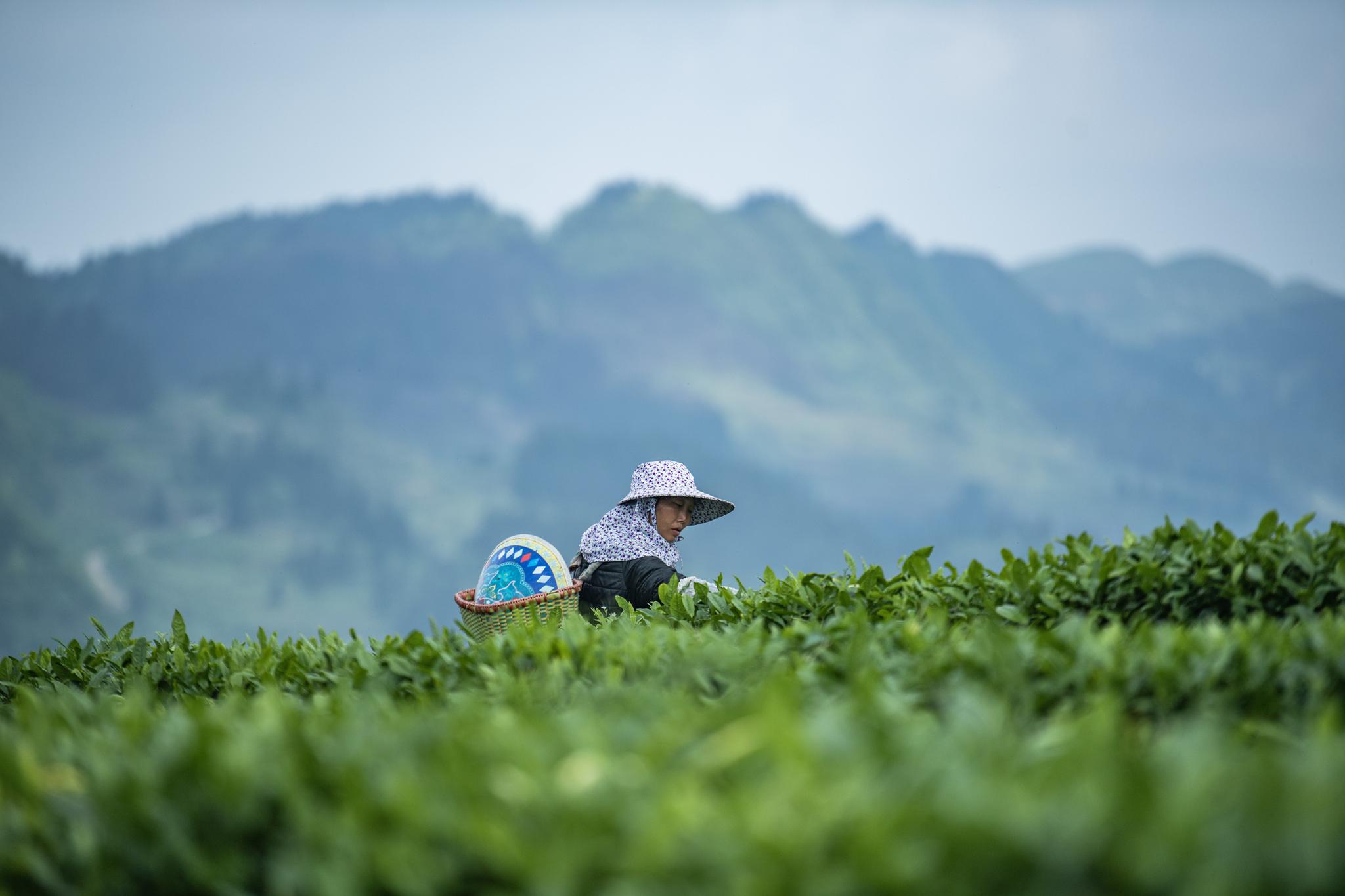 谷雨时节采茶忙