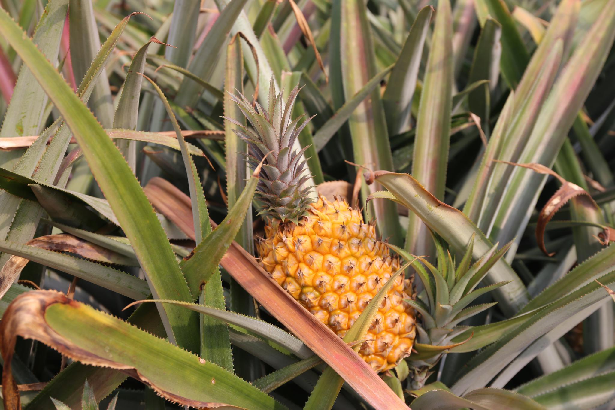中国每3个菠萝就有1个产自这里菠萝姐妹在菠萝的海弄潮追梦