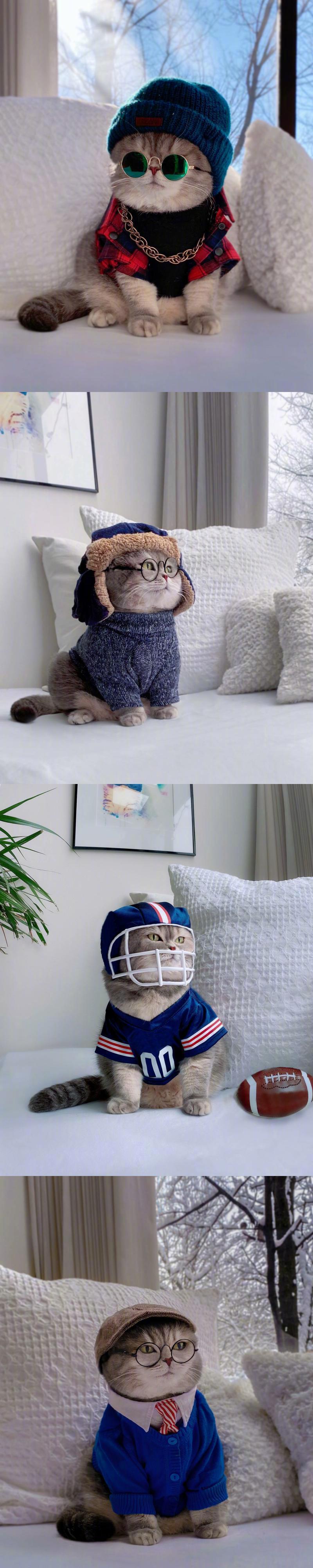 发下一只可爱的潮猫