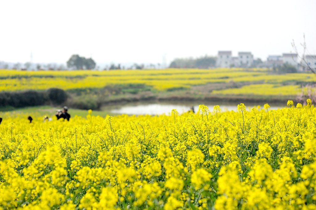 南京很美的油菜花海足足有20万亩不要门票坐地铁就可以去