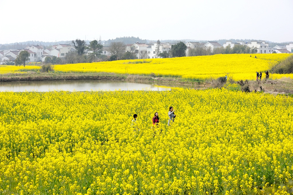 南京很美的油菜花海足足有20万亩不要门票坐地铁就可以去