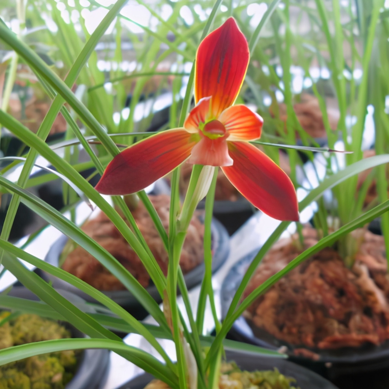 此兰就是今日的主角——红河红兰花,红河红兰下山于我国云南红河地区