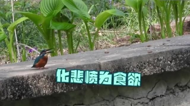 这是化悲伤为食欲么?含泪吃下么?